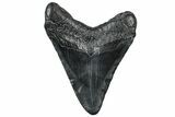 Fossil Megalodon Tooth - South Carolina #299422-1